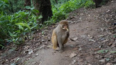 बाँदरमा देखिएको झाडापखालाको ब्याक्टेरिया मानिसमा पनि, काठमाडौंमा झाडापखाला फैलियो